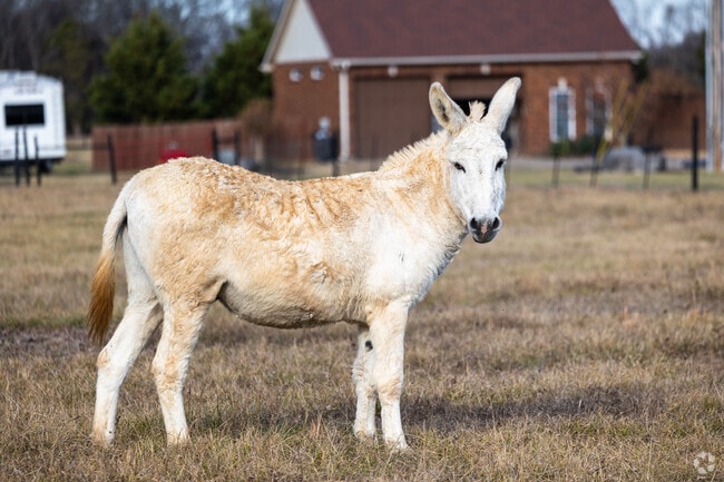 Bessie curiously observes passersby in Christiana.