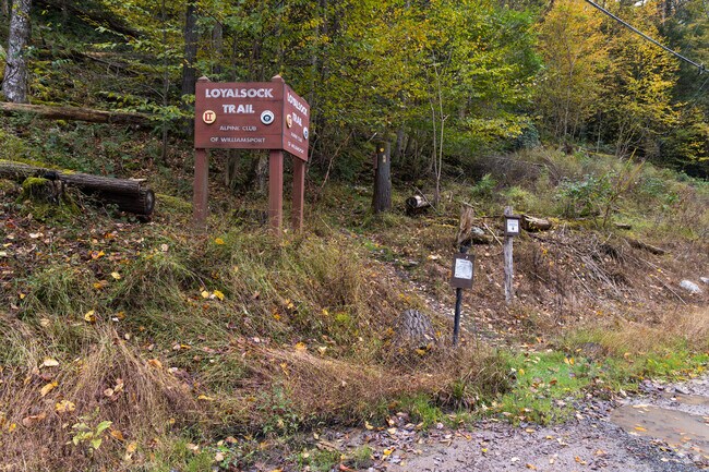 Loyalsock Trailhead offers quiet creekside hikes through dense forest.