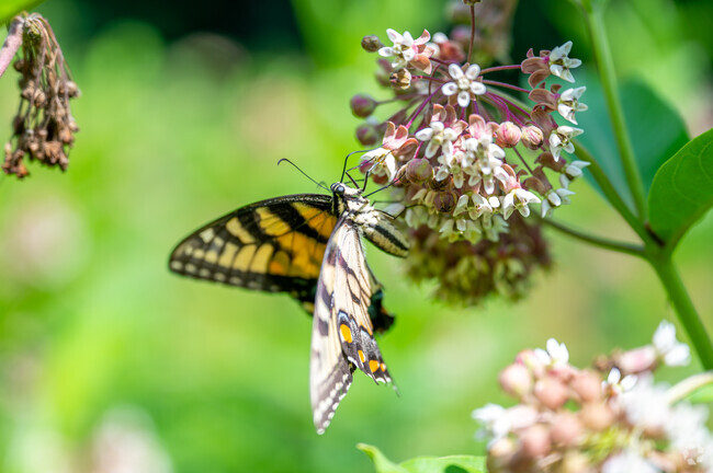 Butterflies and other wildlife abound at Fort Dupont Park.