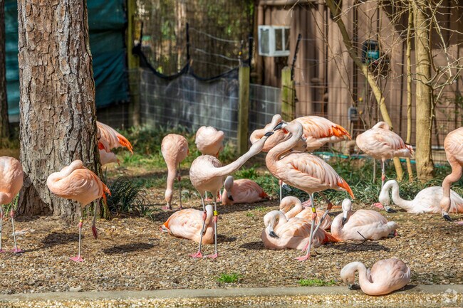 Families in Lufkin enjoy up-close encounters with flamingos at Ellen Trout Zoo.