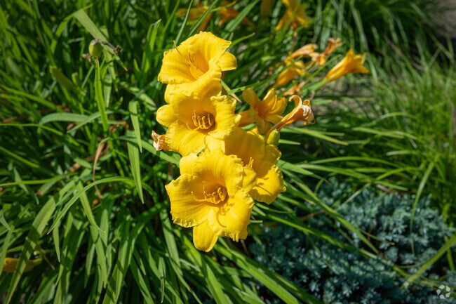 Bright colored yellow flowers are common in subdivisions in Avery Creek.