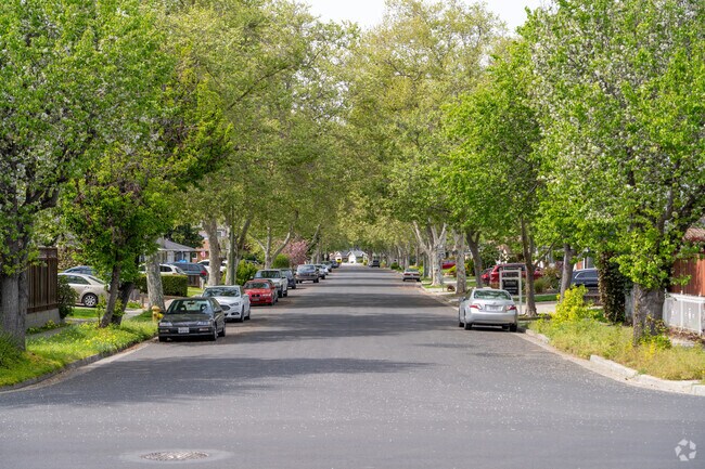Tree-lined streets create a quiet, shaded canopy throughout the residential heart of Cataldi.