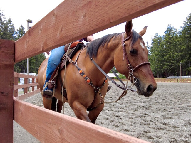 Frontier Park has a large space to accommodate horse riding.