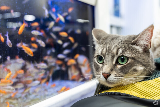 Alvarado is a pet friendly community where you'll often see residents out with their pets.