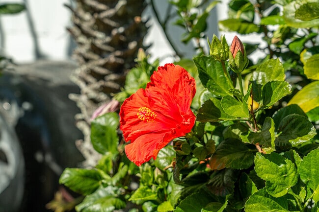 Floral plants are scattered throughout South Highpoint.