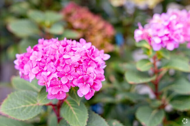 Find beauty all around Acadian Village.