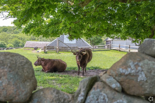 Livestock is not an uncommon sight in the Chilmark Community.