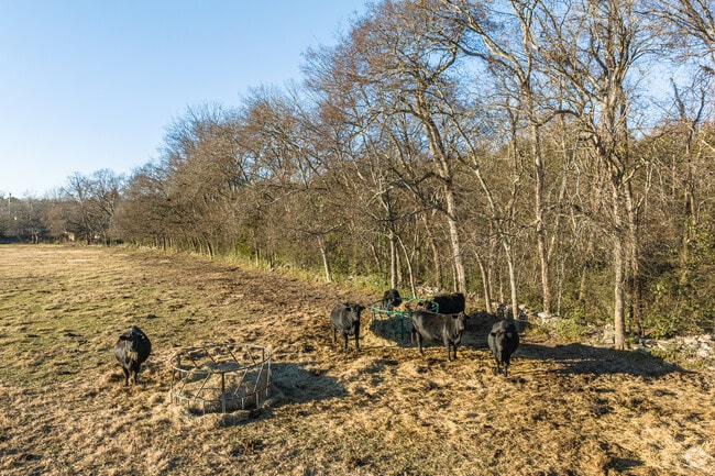 Near Lascassas, cows peacefully graze under the afternoon sun.