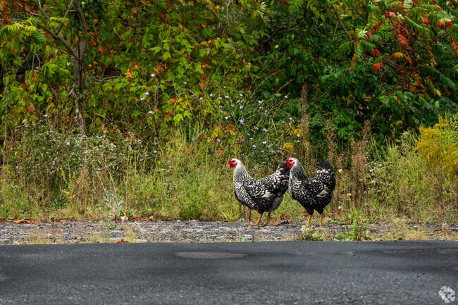 NH_WestCarroll_558730_p2_10172024