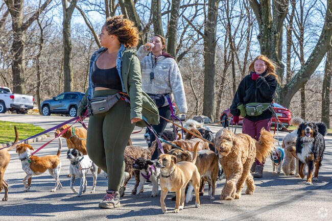 A group of dog walkers pass through Schenley Park near Central Oakland.