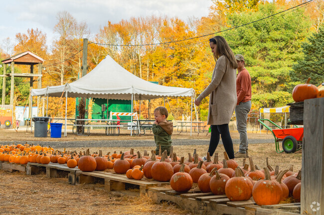 Pick out pumpkins during autumn at Indian Acres Tree Farm just outside of Barton Run.
