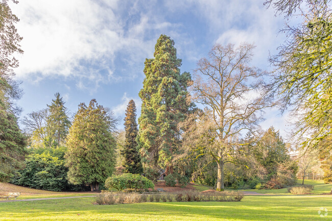 The Giant Sequoia tree in Leschi Park leaves all who encounter it with much to ponder.