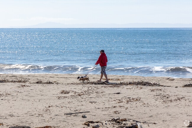 Many locals walk their dog on the beach in Goleta.