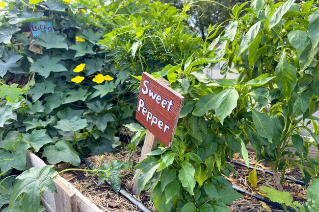 Killeen/Fort Cavazos gardens showcase local beauty.