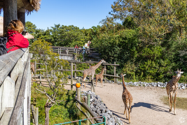 The giraffes at Virginia Zoo are a big draw, a short drive from Elmhurst.