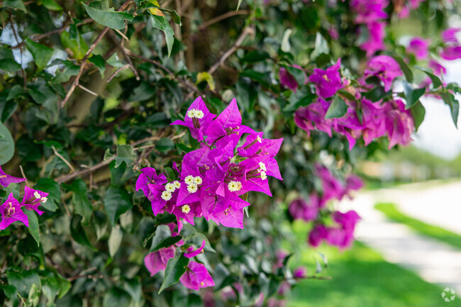 Lush botanicals are a common sight throughout the community in Riverstone.