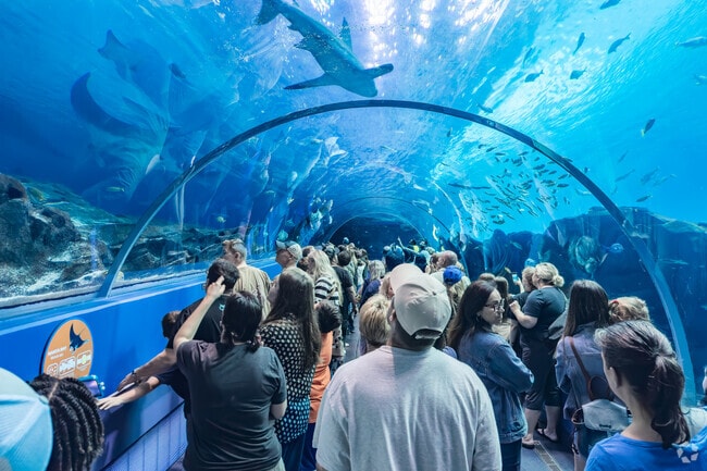 Residents in Atlanta can head to the Georgia Aquarium for family fun exploring sea animals.