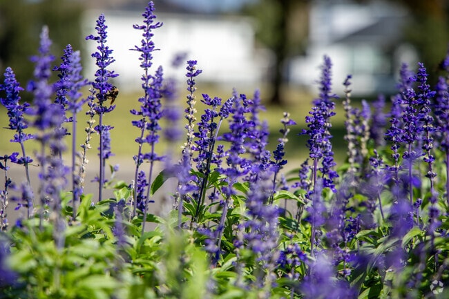 The flowers are blooming and the bees are buzzing in Durbin Crossing.