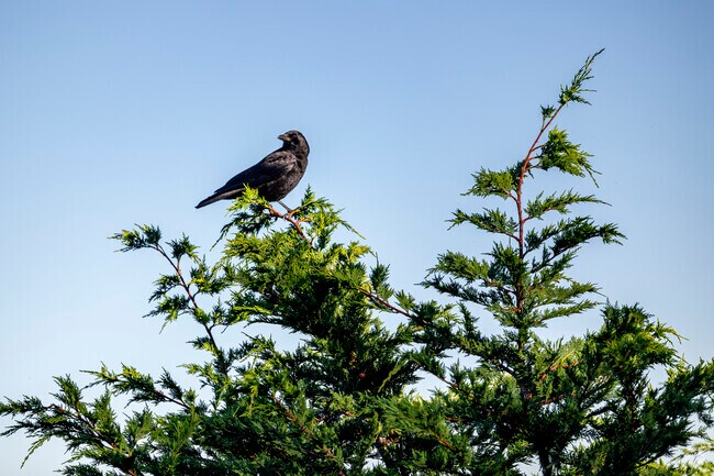 A crow keeping an eye out in the Shore Acres area.