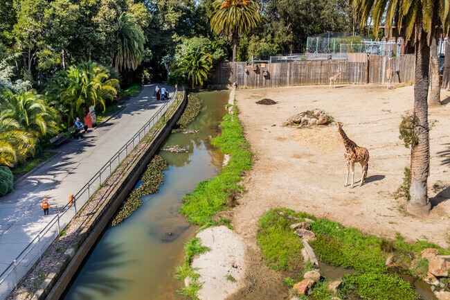 The giraffes are a must-see at the Oakland Zoo in Las Palmas.