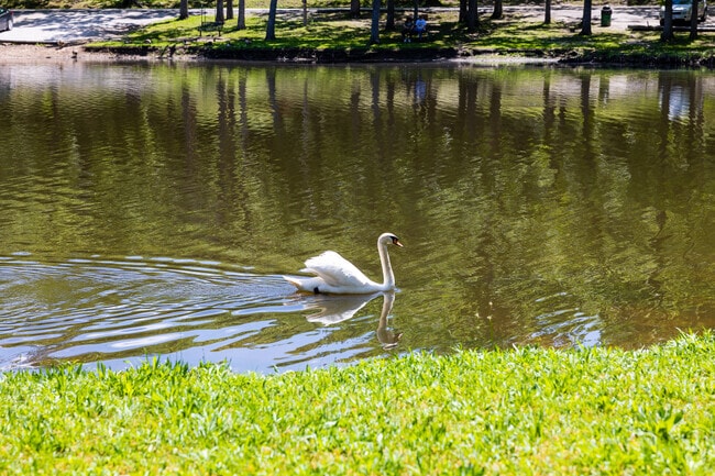 Dunnegan Memorial Park includes a small pond home to graceful swans in Bolivar.