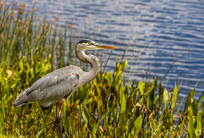 Birds can be spotted at the waterfront in Lakewood Ranch.