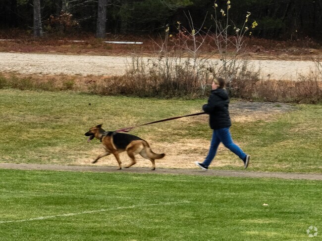 A German Shepard takes his owner for a run in Hollis.