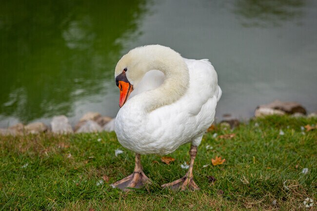 The lush greenery of Drost Park provides a perfect habitat for an array of wildlife.