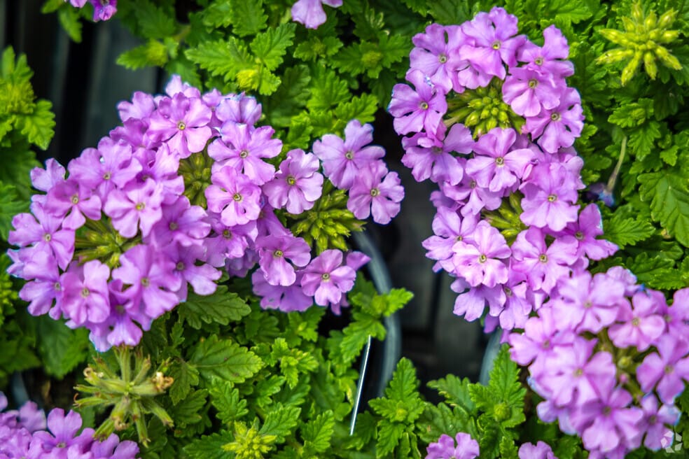 NH_Open_Gates_526400_P2_v1_VS_061324