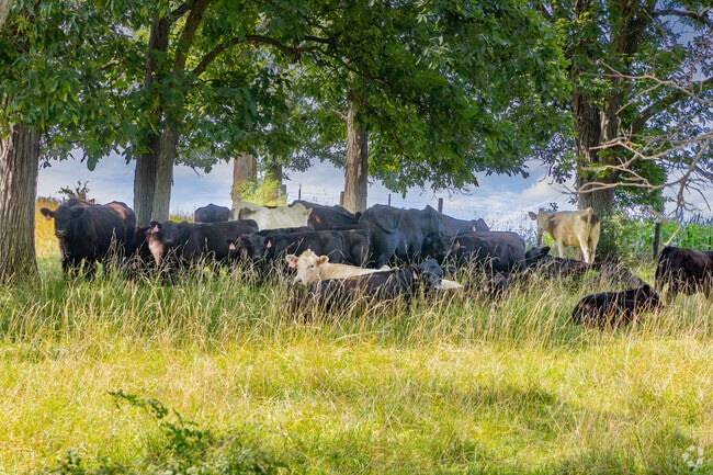 Cows on local farms in Grand Detour often takes breaks from the sunshine beneath covered trees.
