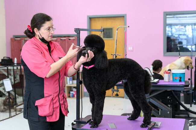 Residents of Airmont, NY can go PawDiva Pet Grooming in Suffern They will take special care to ensure your pet is always comfortable.