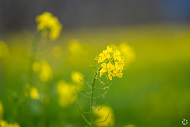 Spring mustard blooms light up Pine Canyon fields with vibrant yellow in the Salinas Valley.