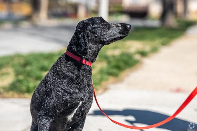 Belton's green spaces provide an excellent environment for pet owners.
