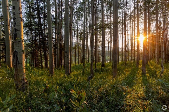 The setting sun shines through a dense stand of aspens in Uinta National Forest.