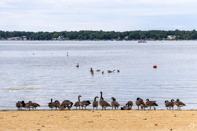 Geese line the shore at Delavan Lake.
