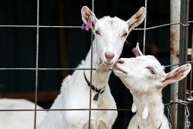 A welcoming environment and fresh goat milk can be found at Broken Cedar Farm.