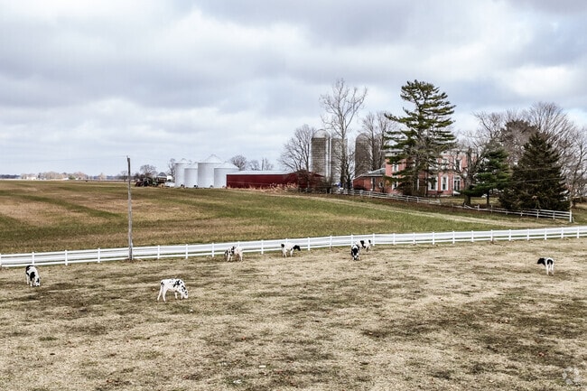Cows graze peacefully across open fields on quiet Thompson farms.