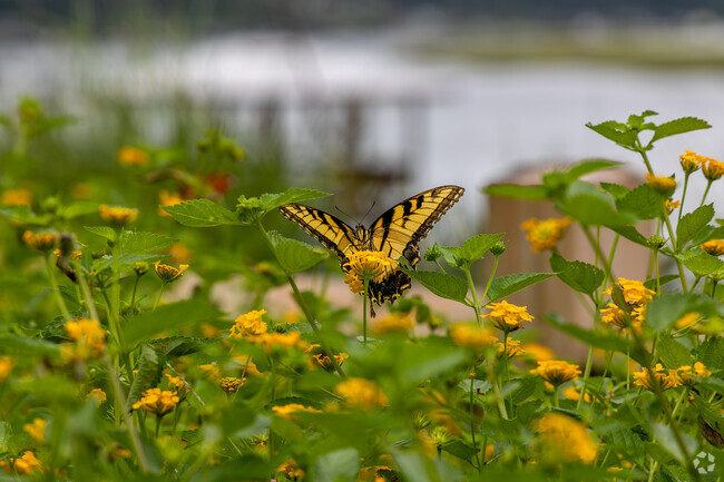 You can relax and enjoy the butterflies at the Wright Family Park in Bluffton.