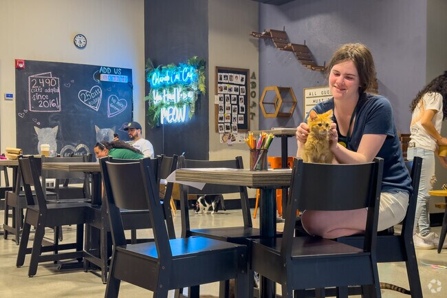 The Cat Cafe is a popular destination for Greater Grove residents and tourists alike.