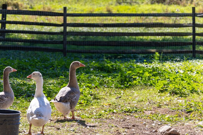 Kids can play with farm animals at the petting zoo in Patches Family Creamery.