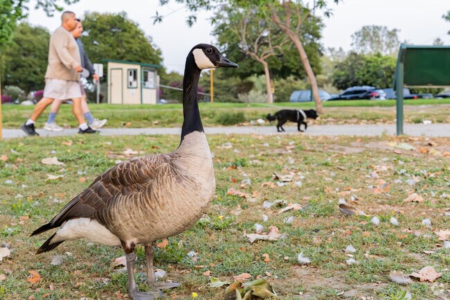 Downtown El Monte residents can head to Whittier Narrows to enjoy a walk and the wildlife.