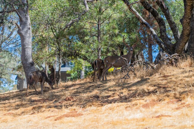 Deer sightings are common near Auburn Lake Trails wooded trails.