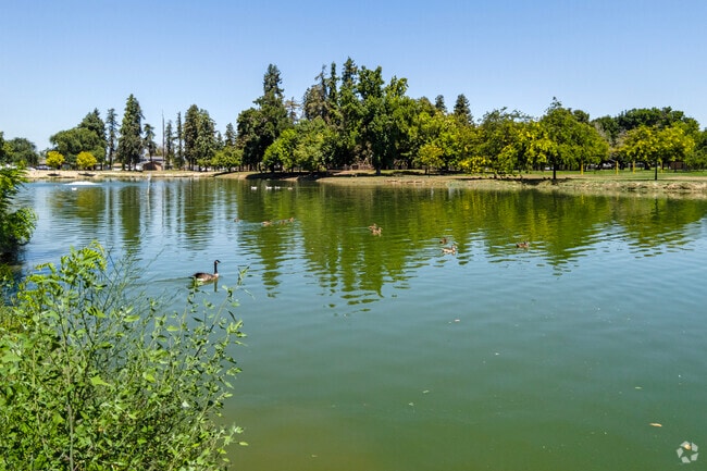 Ducks enjoy the lake at Donnelly Park in The City of Turlock.