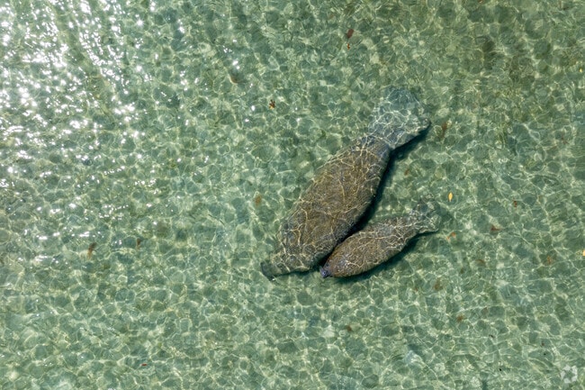 The Loxahatchee River is home to various species and manatees in The Shores.