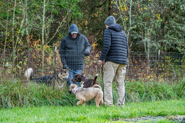 Visitors and residents can take their dogs to the Anderson Island Off Leash Dog Park.