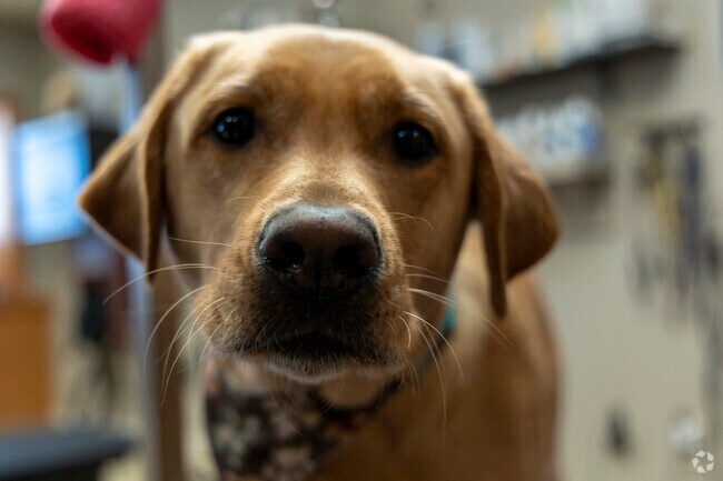 Top Paws near Eagle Lake is a top notch groomer and pet supplies store.