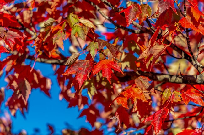 Leaves changing to unbelievable colors in the fall season around Gleneagles neighborhood.