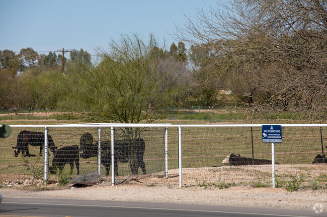 Cows At The Campus Agricultural Farm