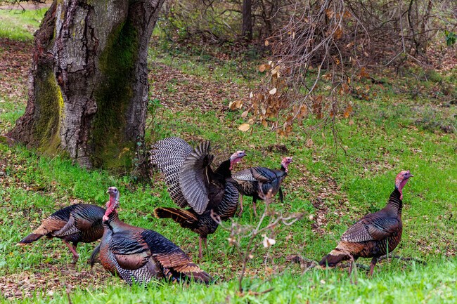 Golden Eagle residents often spot wild turkeys while exploring Augustin Bernal Park’s scenic trails.
