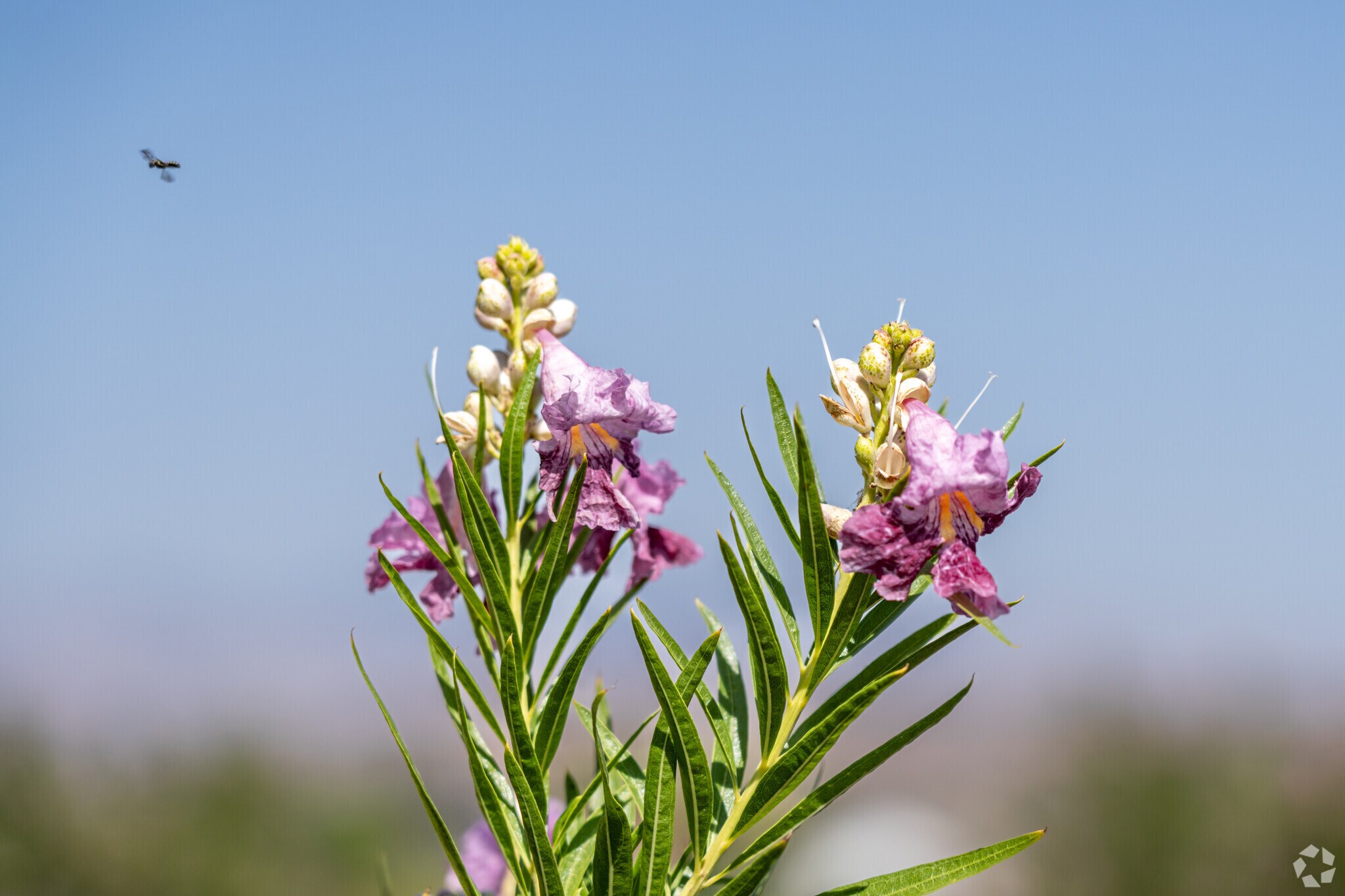 Desert Willows can be found blooming in the summer time in Bloomington Hills.